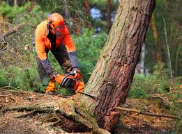 Best Tree and Shrub Care  in Port Carbon, PA